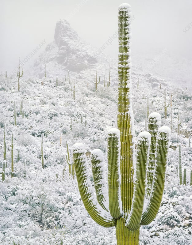 Snowy Cactus Snowy Cactus